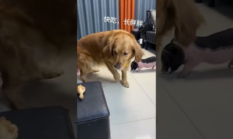 Most Cutest Puppies 🐶🐶 #Puppy #Pets #shorts #Tiktok #868