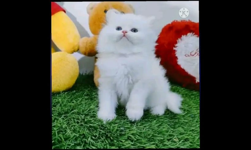 Most cutest cat |Inocent  cute kitten|lovly cat baby|funny cat vedio| #trendingcat #shortscatvedios