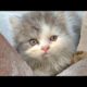 Mother Cat Silky Is Very Proud To Have 4 World's Cutest Kittens