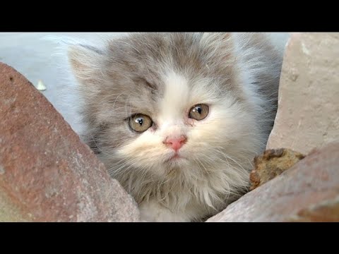 Mother Cat Silky Is Very Proud To Have 4 World's Cutest Kittens