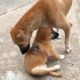 Mother Dog Licks Her Puppy's Wound to Comfort Him - Heartbroken Rescue