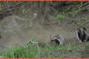 Mother Rescues Her Baby From Enemy - Animal Documentary | Wildlife Secrets