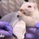 Mujer pasa 5 meses salvando una ardilla blanca | El Dodo
