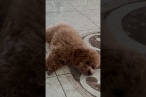 😁OMG💖 Cutest PUPPY Playing DEAD 👌😅👌😄😁🤣💖💖💖| funny dog | funny 💖💖💖🤣😀😄👌👌😋😚😂😃💖💖💖💖| cute puppies #shorts