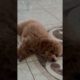 😁OMG💖 Cutest PUPPY Playing DEAD 👌😅👌😄😁🤣💖💖💖| funny dog | funny 💖💖💖🤣😀😄👌👌😋😚😂😃💖💖💖💖| cute puppies #shorts