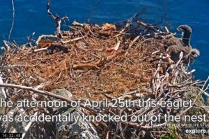 Operation Eaglet Rescue | Bald Eagle Chick Returned to the Nest