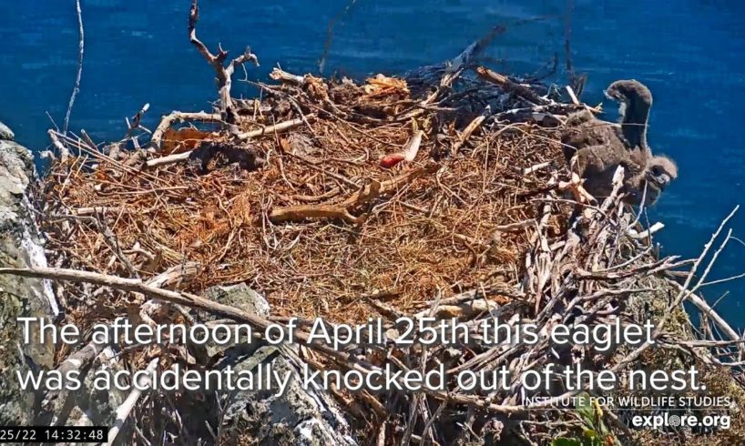 Operation Eaglet Rescue | Bald Eagle Chick Returned to the Nest