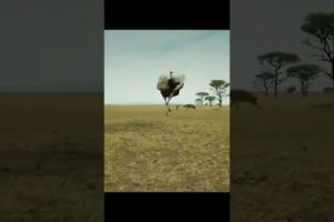 Ostrich Hyena Fight #shorts #shortsvideo