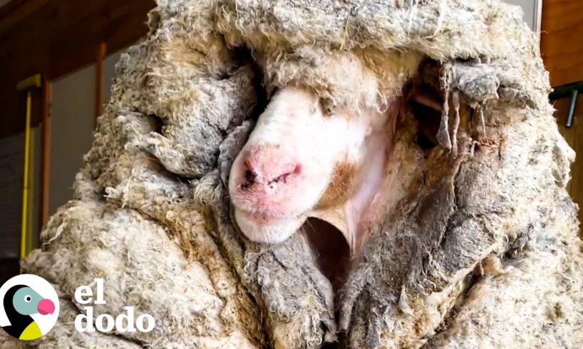 Oveja cubierta con 36 kilos de lana hace la transformación más sorprendente | El Dodo