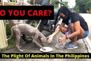 PUT BACK 'KIND' IN MANKIND / The Plight Of Animals In The Philippines