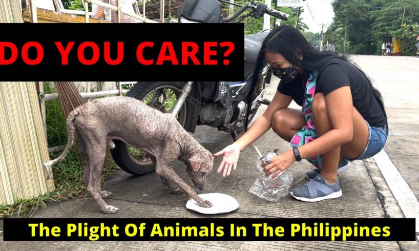 PUT BACK 'KIND' IN MANKIND / The Plight Of Animals In The Philippines