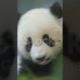 Panda So Cute baby video 🥰 #shorts #cute #panda #shorts #animal #beautiful