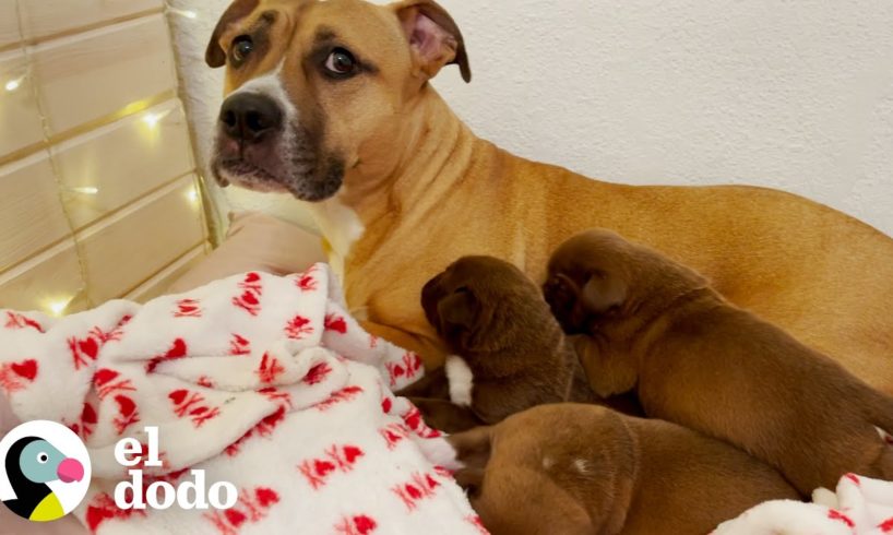 Perrita 'agresiva' es la mejor mamá para muchos cachorros adoptivos | El Dodo