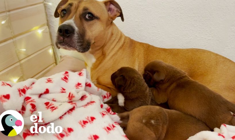 Perrita 'agresiva' es la mejor mamá para muchos cachorros adoptivos | El Dodo