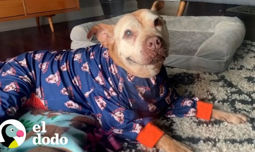 Perrita de 20 años rescatada tiene la mejor sonrisa del mundo | Puro Pitbull | El Dodo