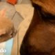 Perrita dulce le enseña a otras mascotas cómo cuidar a los gatitos | Parejas Disparejas | El Dodo