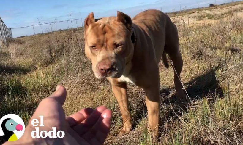 Perrita pasó 5 meses viviendo sola en una parada de camiones | Puro Pitbull | El Dodo