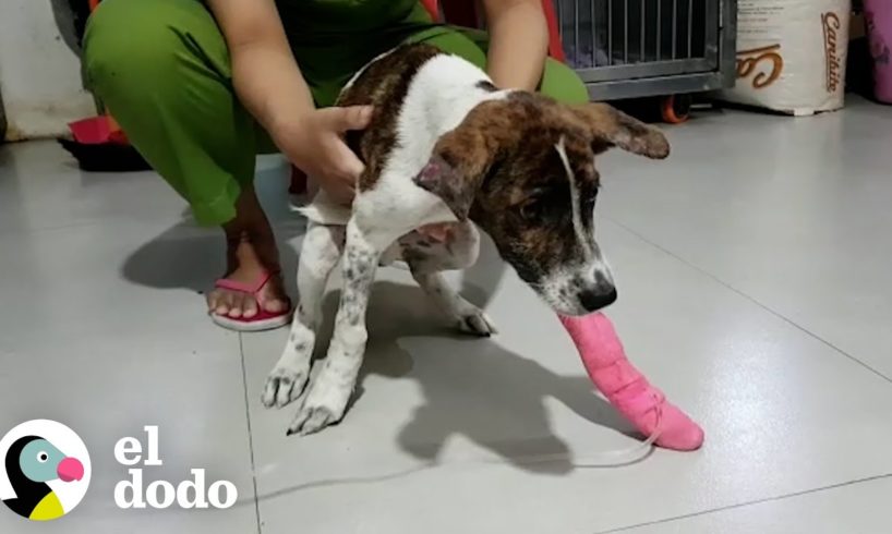 Perro callejero que olvidó cómo caminar corre hacia su mamá de paso | ¡Adóptame! | El Dodo