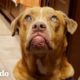 Perro ciego tiene una cama por primera vez | ¡Adóptame! | El Dodo