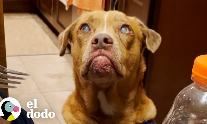 Perro ciego tiene una cama por primera vez | ¡Adóptame! | El Dodo