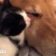 Perro se reúne con su gatita de paso favorita | El Dodo