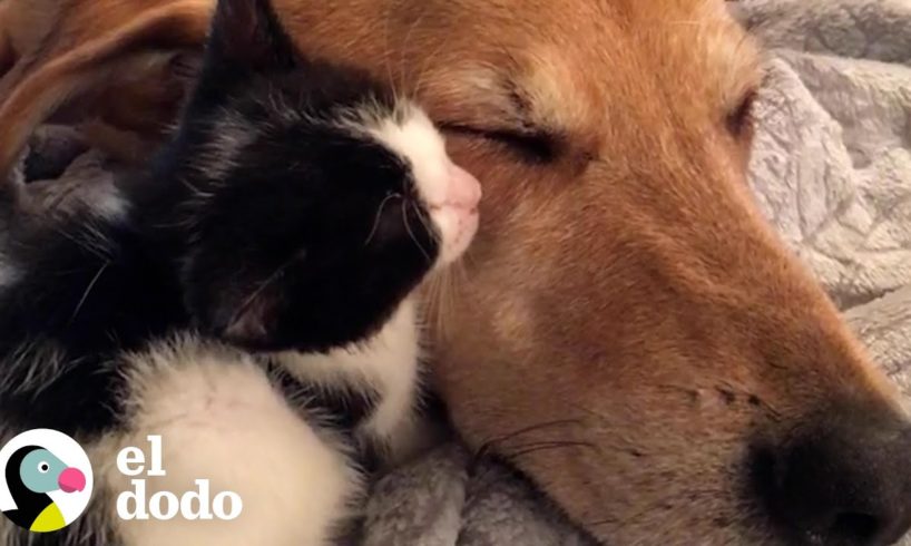 Perro se reúne con su gatita de paso favorita | El Dodo