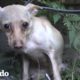 Personas rescatan a una Chihuahua callejera asustada I El Dodo