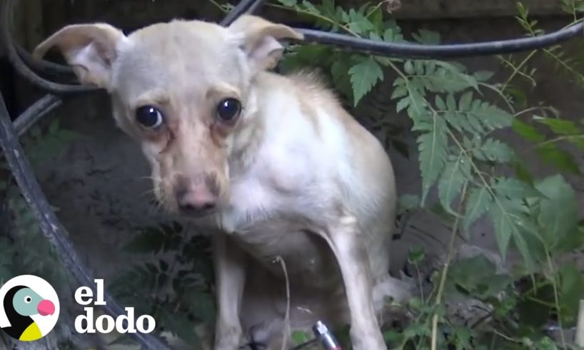 Personas rescatan a una Chihuahua callejera asustada I El Dodo