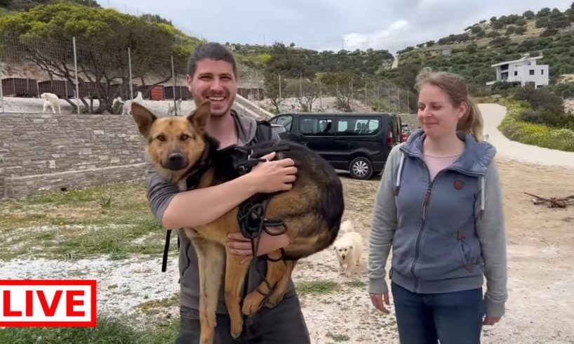 Phoenix is adopted 😍 Lovely couple came from The Netherlands 🇳🇱 to take him home - Takis Shelter