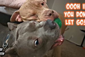 Pitbull Brothers Fighting For Ball Gets Intense!! Cutest Dogs On YouTube!