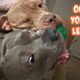 Pitbull Brothers Fighting For Ball Gets Intense!! Cutest Dogs On YouTube!
