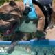 Pitbull tiene una obsesión en la vida: nadar | El Dodo
