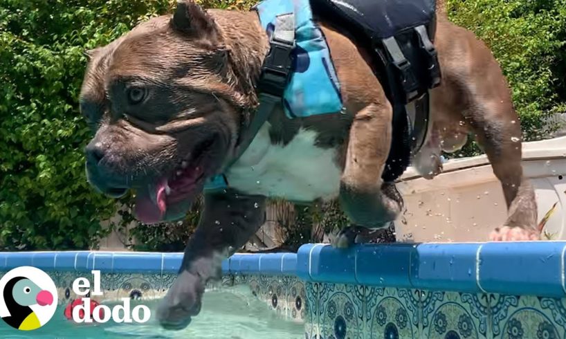 Pitbull tiene una obsesión en la vida: nadar | El Dodo