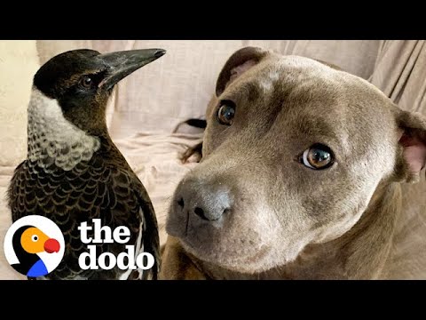 Pittie Thinks She's A Rescued Magpie's Mama | The Dodo