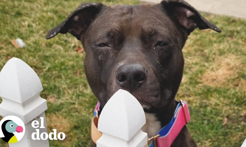 Pittie obsesionado con el vecino le trae su bola naranja favorita todos los días | El Dodo