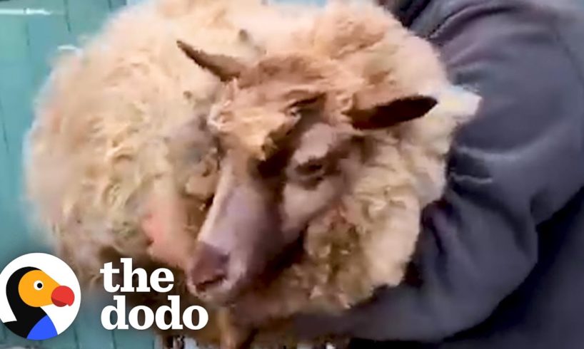 Pregnant Sheep Rescued From Woman's Basement | The Dodo