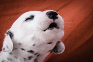 Puppies Barking - Cute Puppies Barking Compilation