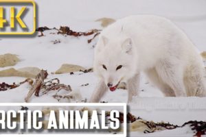 Pureness of Arctic Animals Sleep Music: Nature Relaxation Therapy