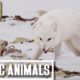 Pureness of Arctic Animals Sleep Music: Nature Relaxation Therapy