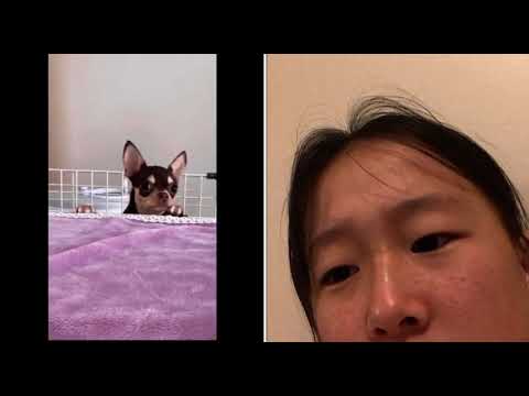 Reacting to the cutest puppies on earth