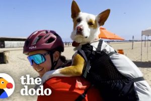 Rescue Dog Was Scared Of The World Until She Went On A Bike Ride With Mom | The Dodo Soulmates