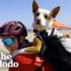 Rescue Dog Was Scared Of The World Until She Went On A Bike Ride With Mom | The Dodo Soulmates