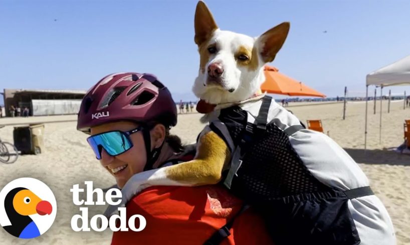 Rescue Dog Was Scared Of The World Until She Went On A Bike Ride With Mom | The Dodo Soulmates