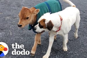 Rescued Baby Cow Starts Wrestling With A Dog Just His Size | The Dodo Little But Fierce