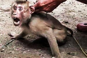 Rescued Monkey Was Chained For Years , But Then A Familiar Figure Came Into His Enclosure