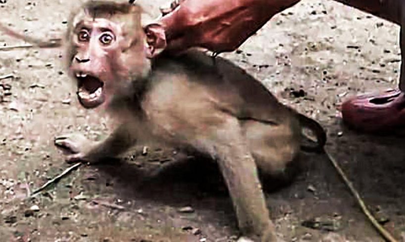 Rescued Monkey Was Chained For Years , But Then A Familiar Figure Came Into His Enclosure