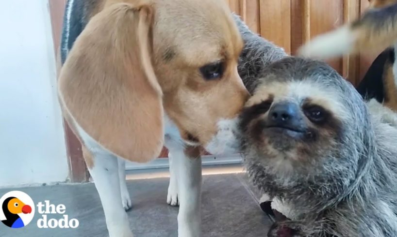 Rescued Sloth Becomes Best Friends With a Beagle | The Dodo Odd Couples