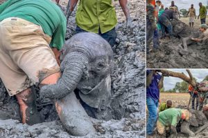 Rescuers Trying To Help An Elephant Trapped In Mud Scramble To Save Him Before Time Runs Out
