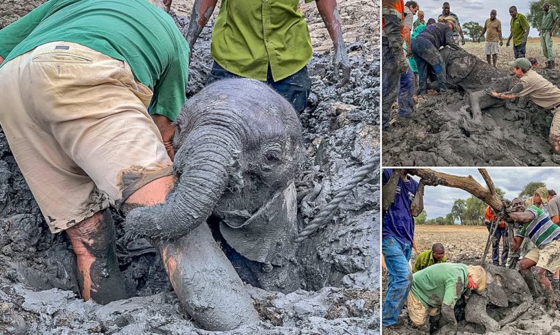 Rescuers Trying To Help An Elephant Trapped In Mud Scramble To Save Him Before Time Runs Out