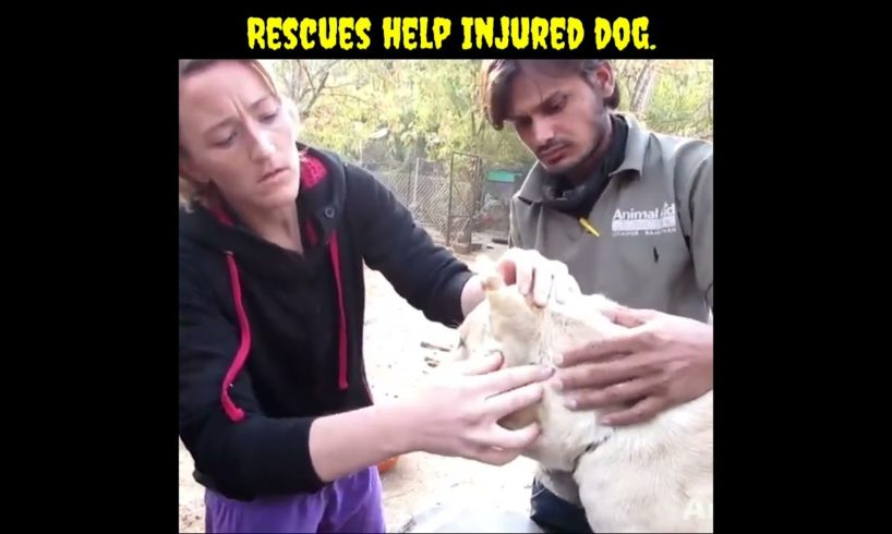 Rescues help injured 😭😭🐕dog./#shorts.........